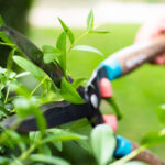 Ratschläge für Gartenarbeiten