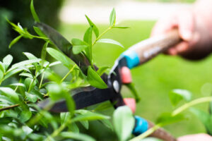 Ratschläge für Gartenarbeiten