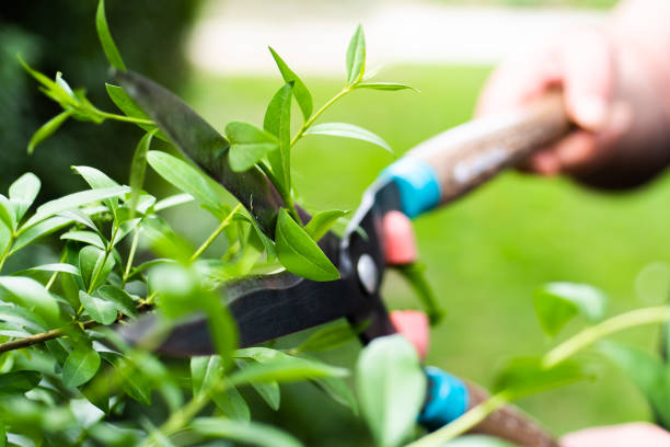 Ratschläge für Gartenarbeiten